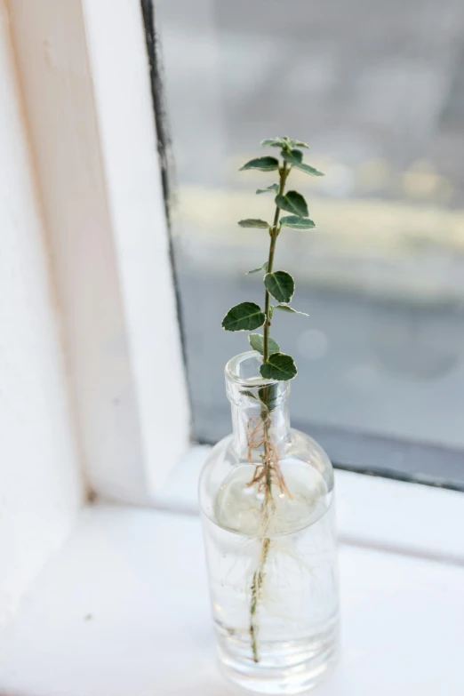 small plant in a vase placed on a ledge