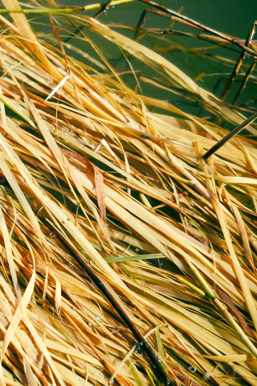 a close up view of some dry grass