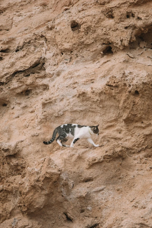 a cat laying down on top of a rocky hillside