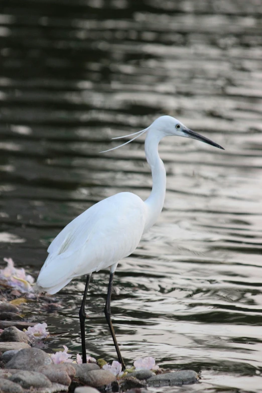 a bird that is standing in the water