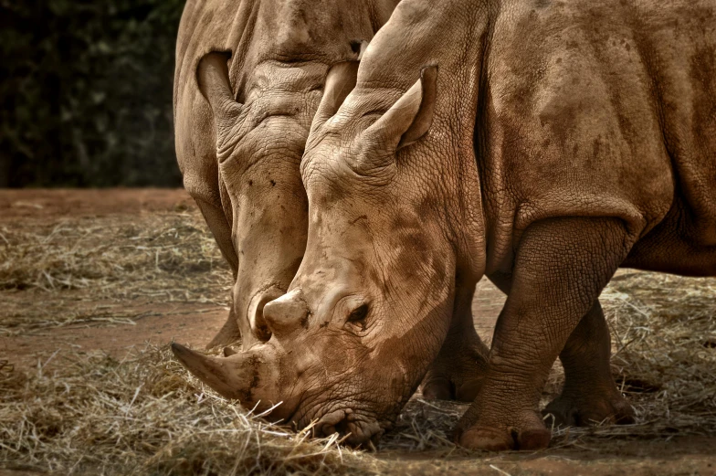 an image of two rhinoceros grazing in the grass