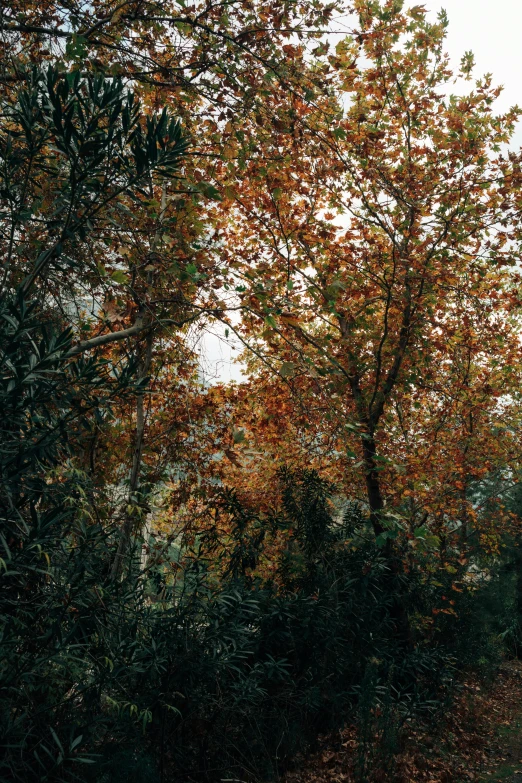 an image of autumn scene with yellow trees