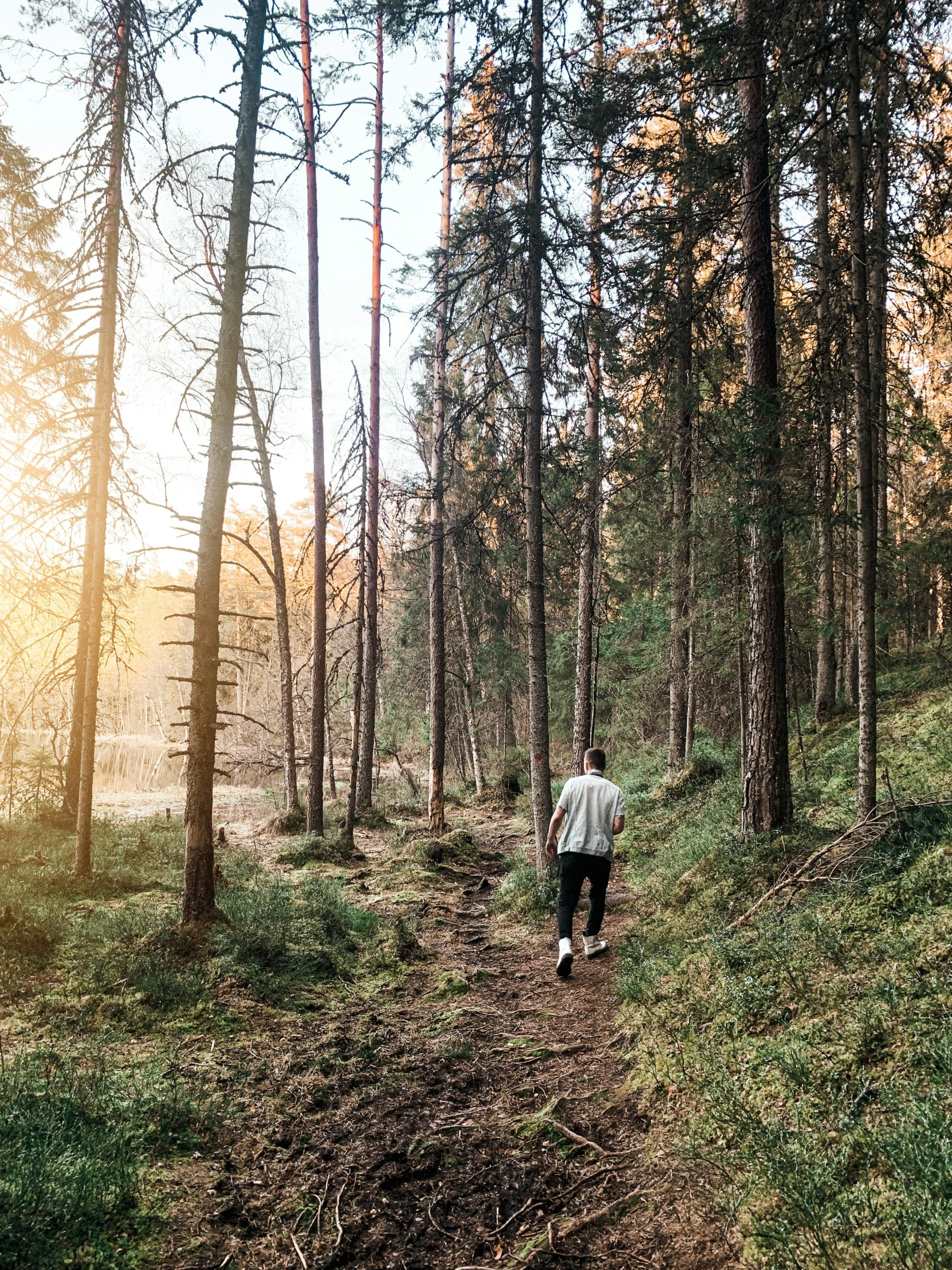 a man walks through the forest during sunset