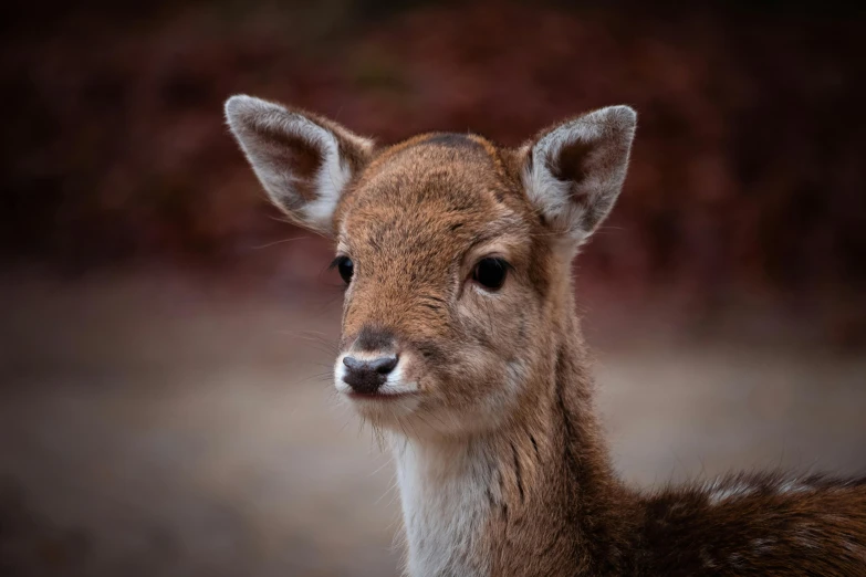 a very cute small deer with big ears