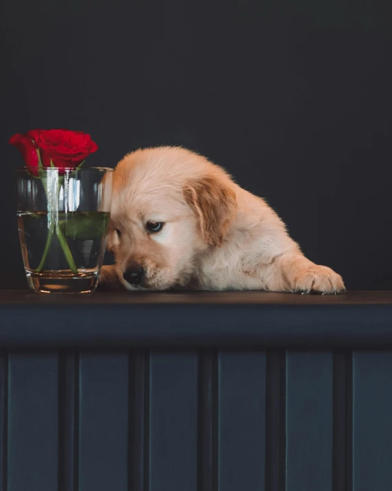 the puppy is resting its head next to the glass with water in it