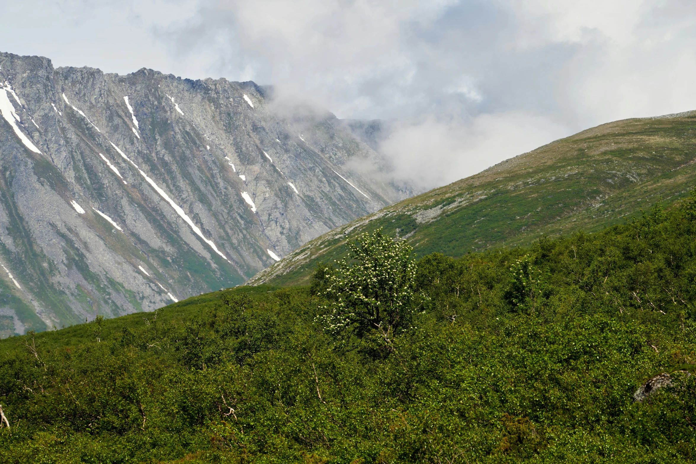 two sheep grazing in a lush green hill