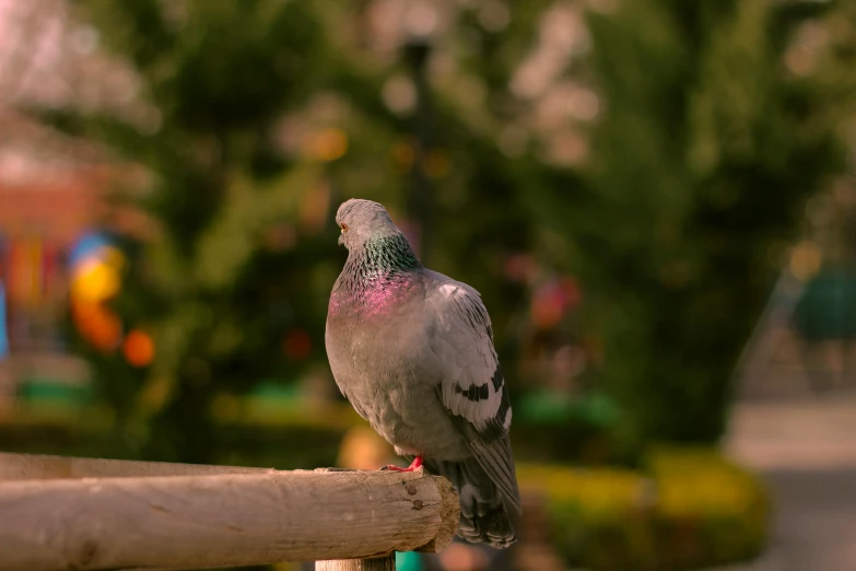 a very pretty bird sitting on a fence