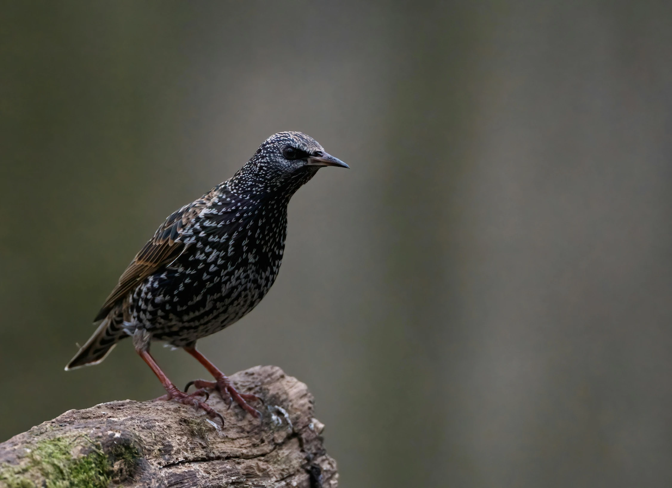 a black bird sitting on top of a tree stump