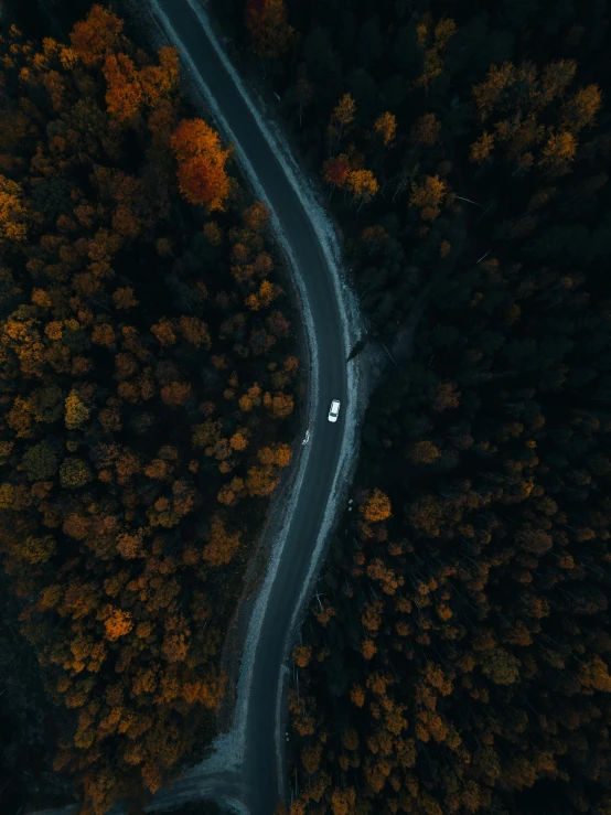 two roads going through the woods next to each other