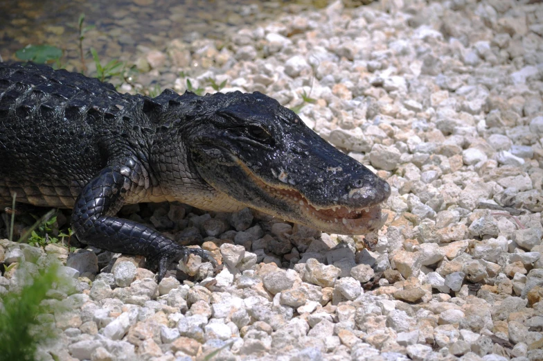 an alligator lays in the gravel next to a body of water