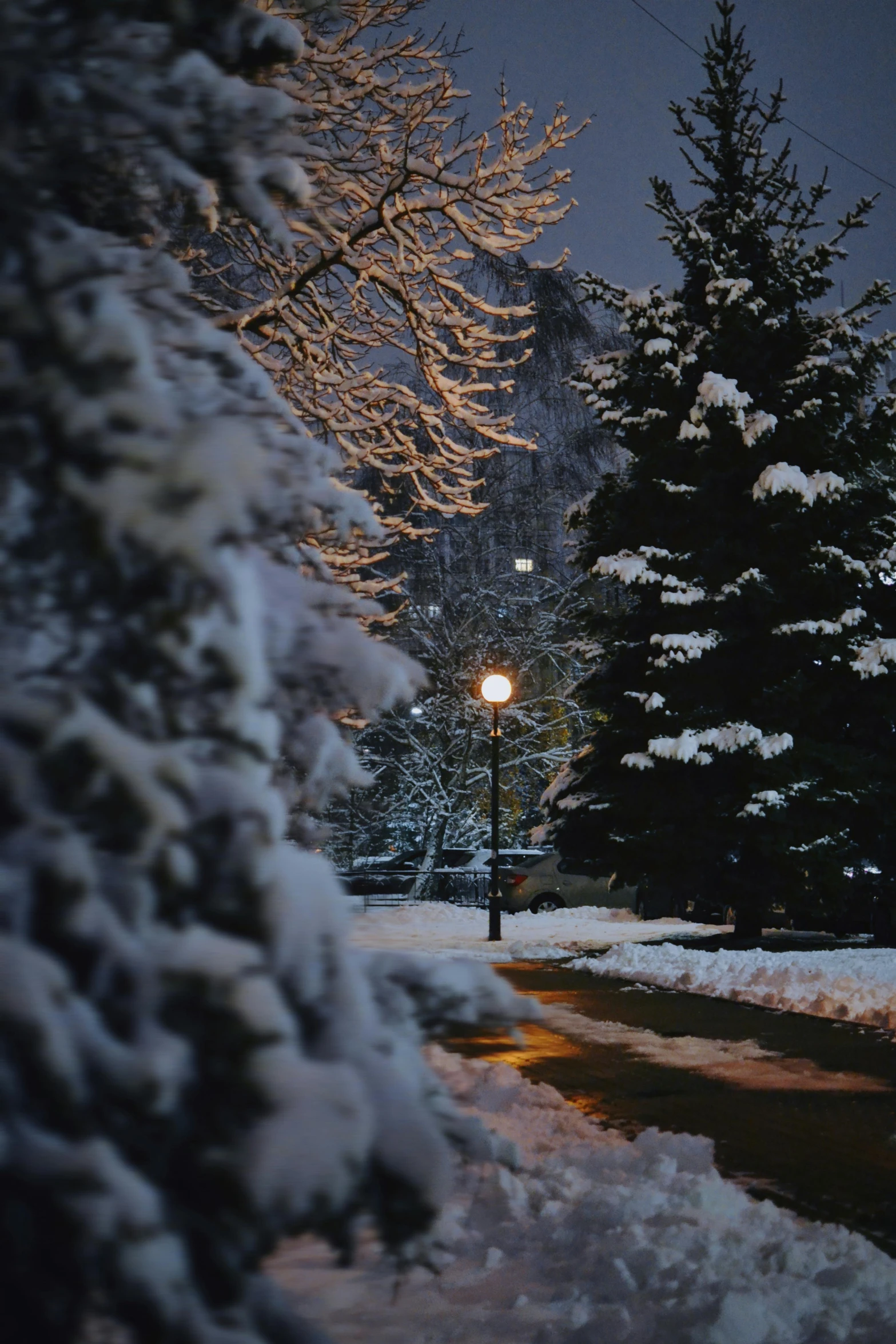 snowy trees and street lights on a winter night