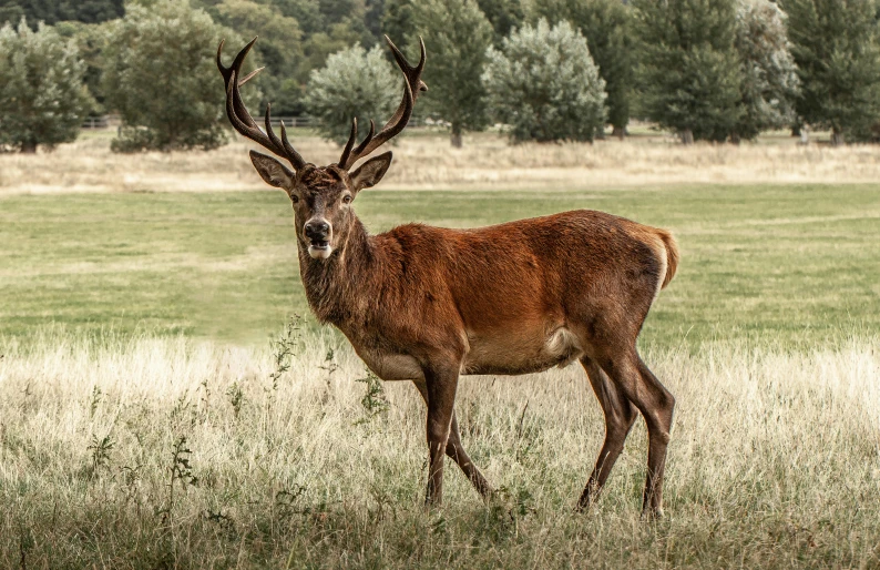 the large deer is standing alone in the field