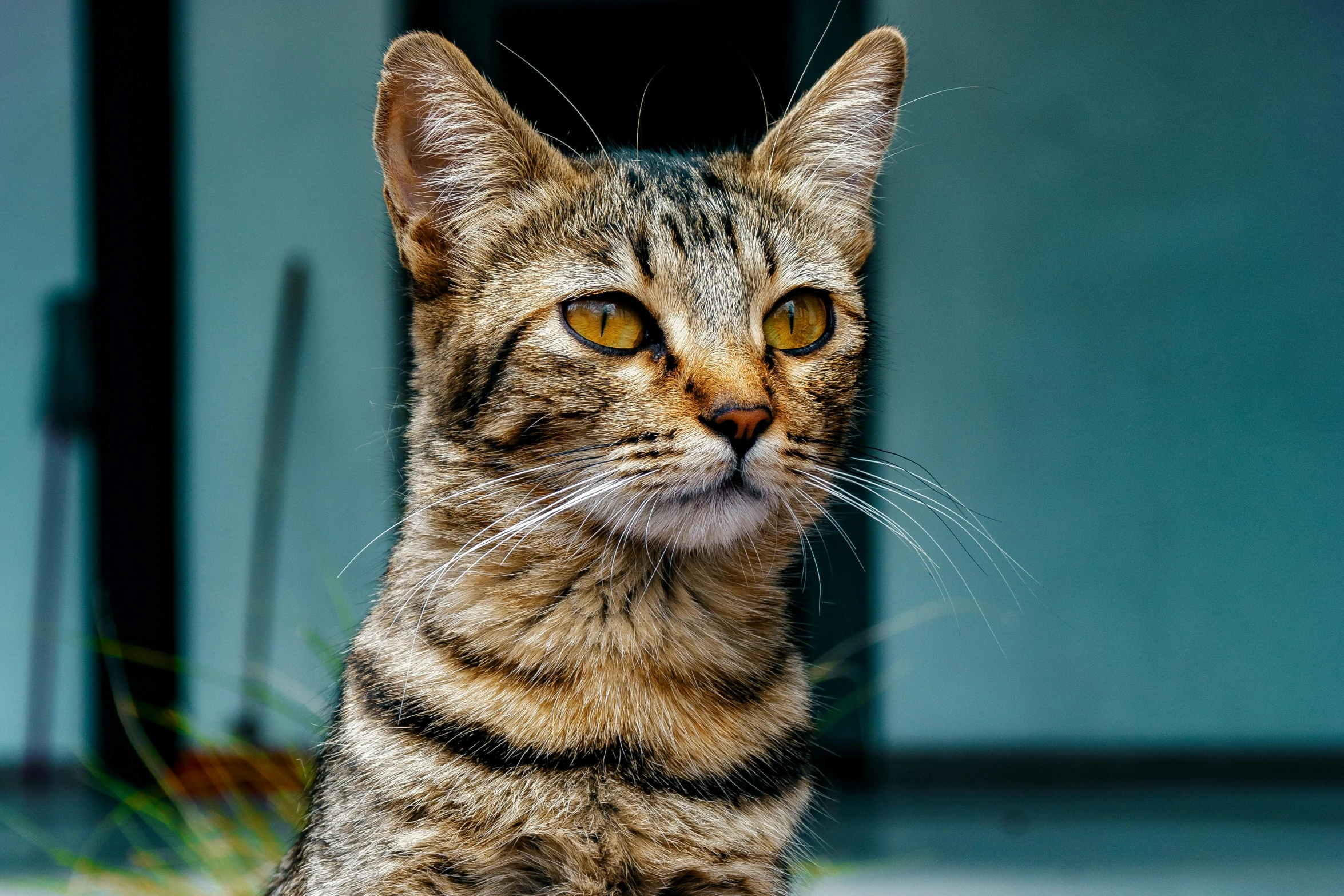 a brown and black striped cat sitting outside