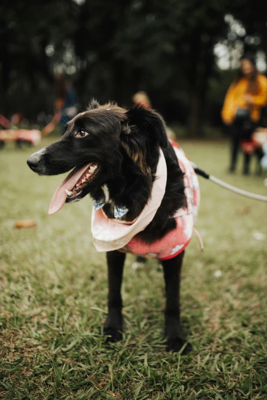 a dog wearing a life vest and holding a rope