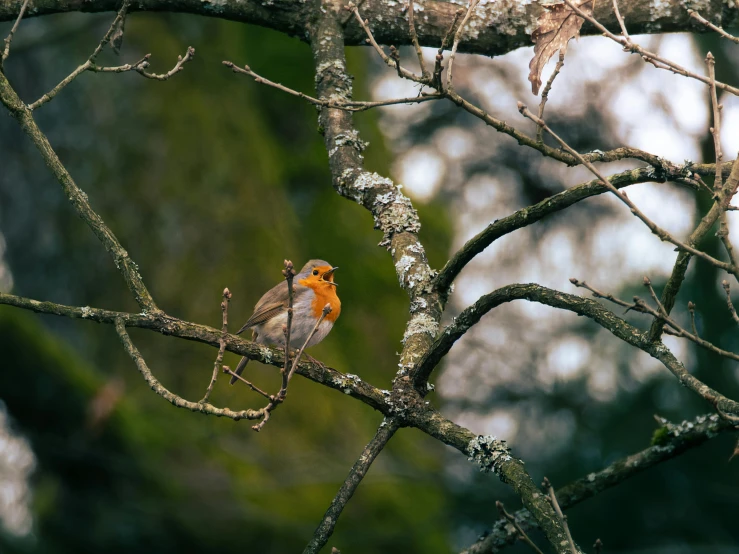 two small birds sitting on nches next to each other