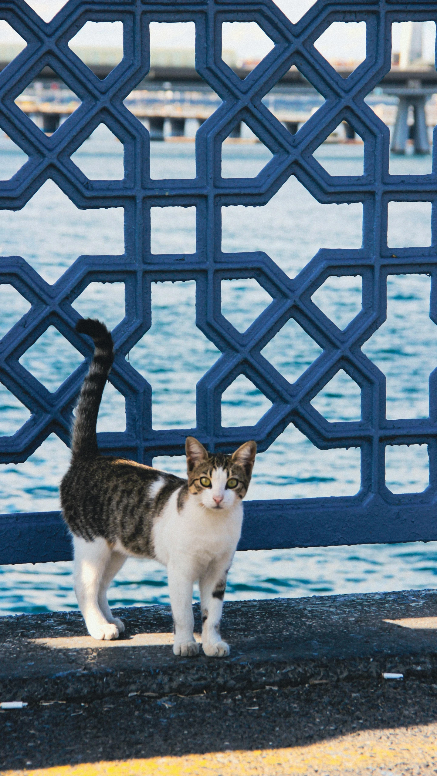 cat standing near the blue metal fence by the ocean