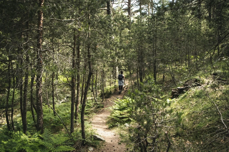 a man hiking on a path through a dense forest