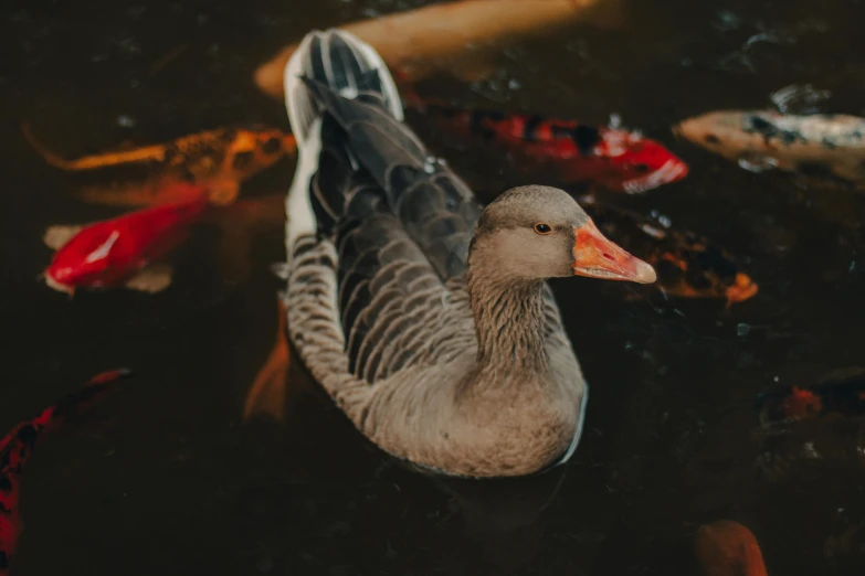 a duck floating in a pond with koi fish