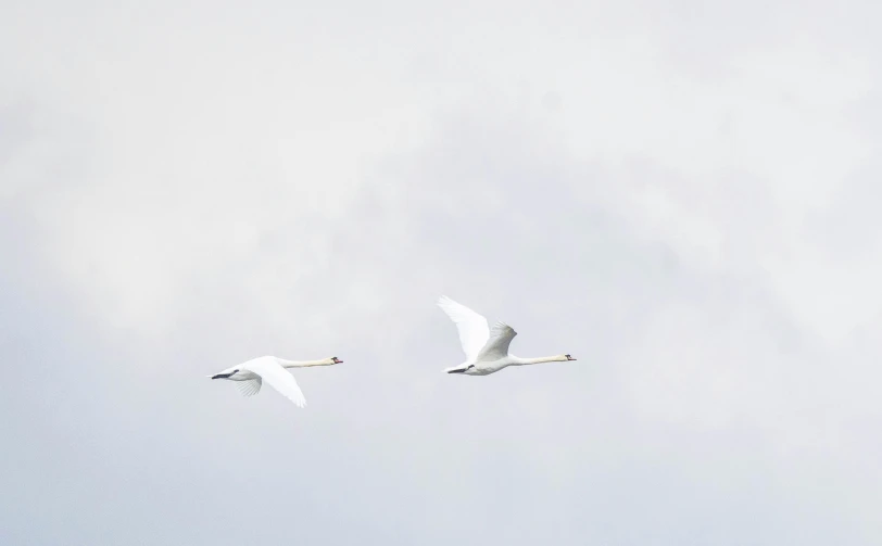two white swans flying through a cloud filled sky