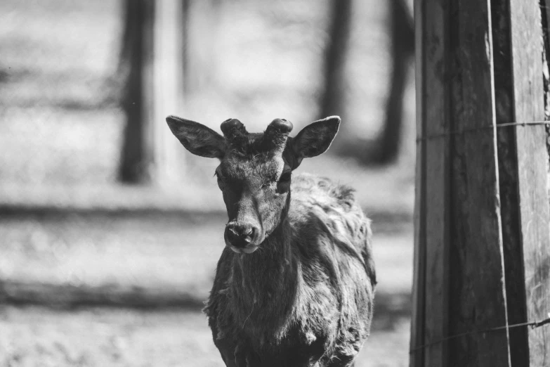 black and white po of a small animal