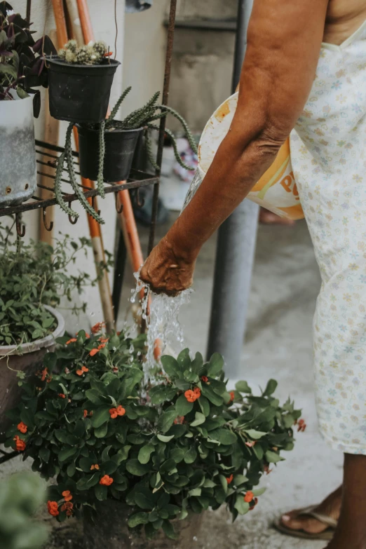 an elderly lady is watering flowers by herself