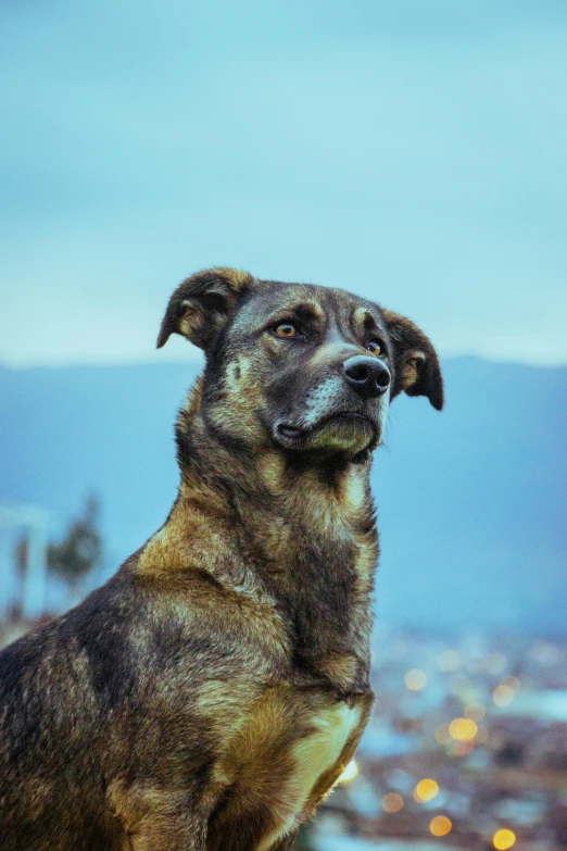 a close up of a dog with a blurred background