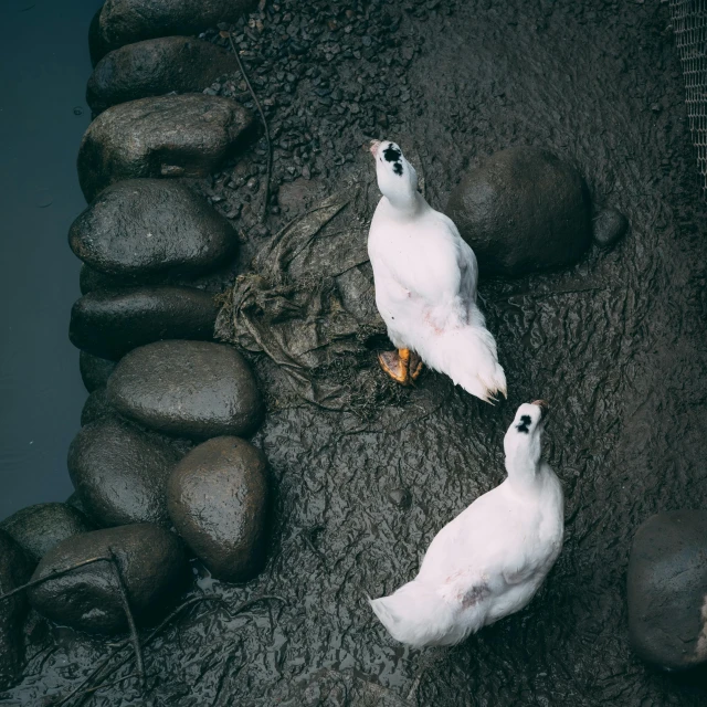 two white birds standing next to each other