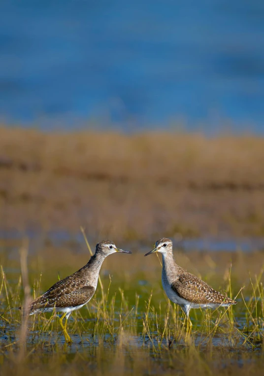 a pair of sandpipers in a marshy setting