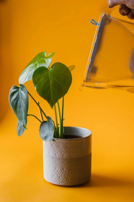 a potted plant with a few leaves in it