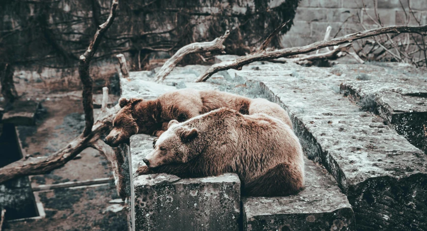 two bears on a wall covered in mud