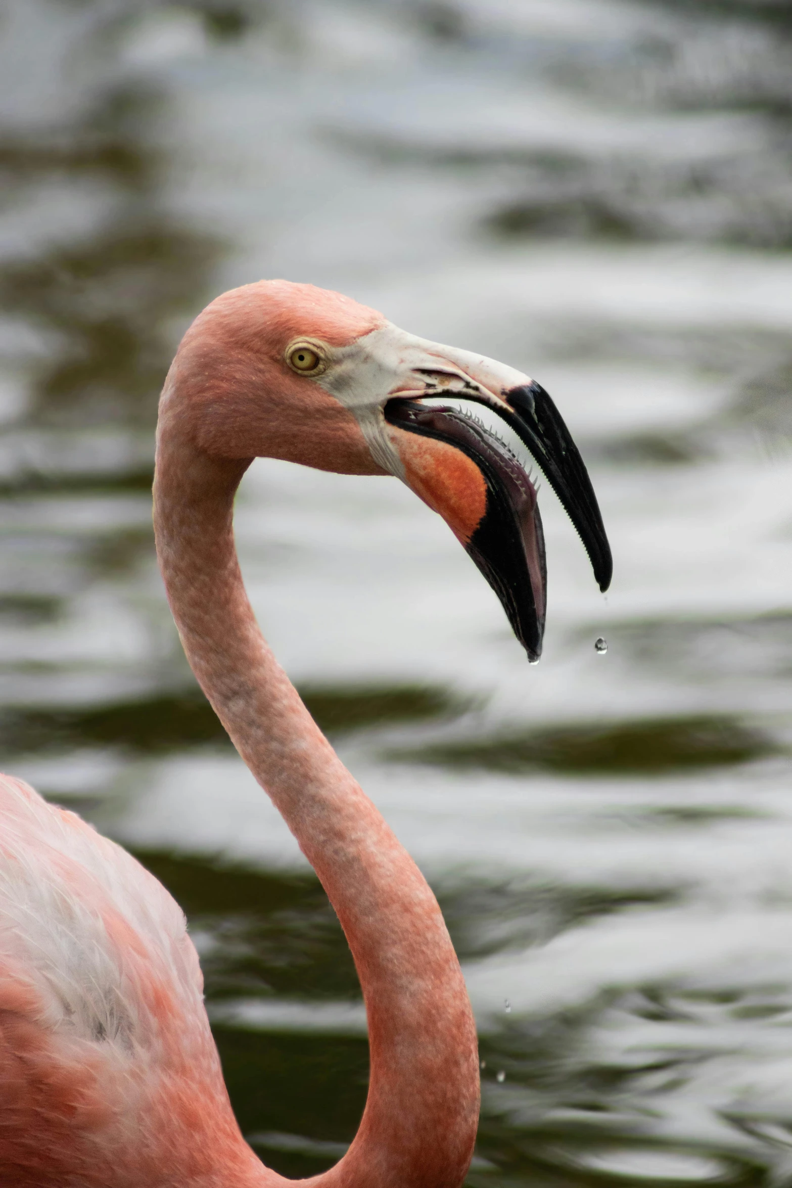 a flamingo is standing next to the water