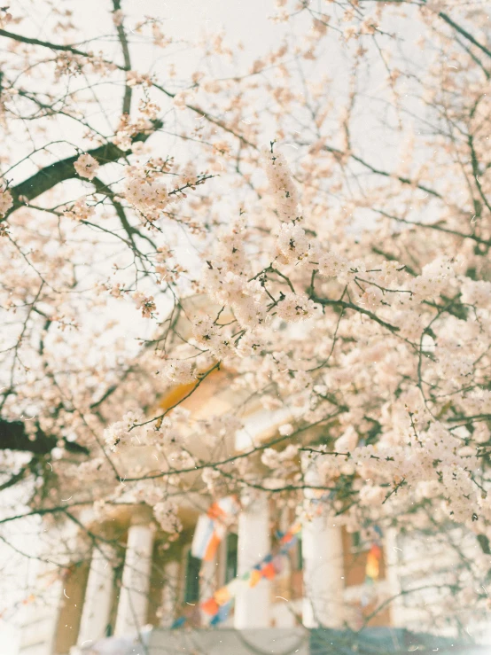 there are trees outside and some white flowers