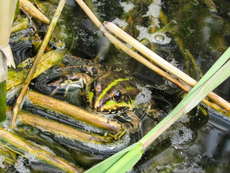 an insect in the water with its head under water