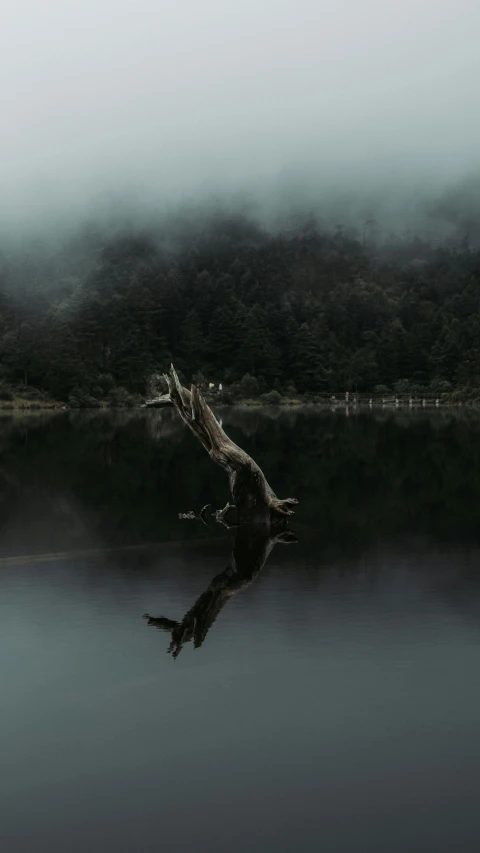 trees reflecting in water with fog and low visibility