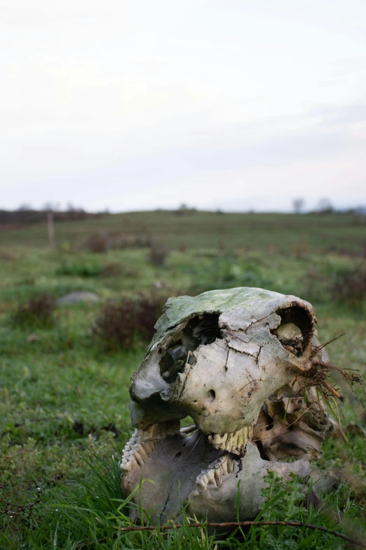 a decaying teddy bear on a grass field