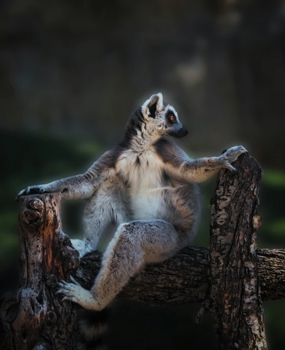 a small grey and white lemura sitting on a tree nch