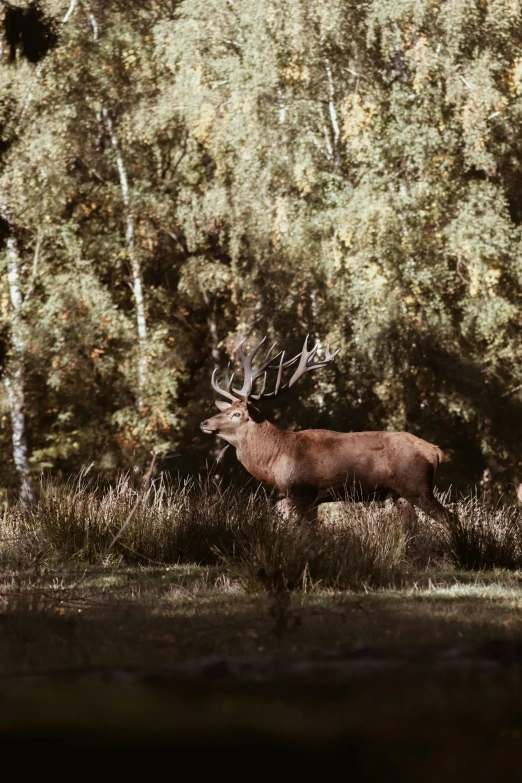 a deer standing in a field next to a forest