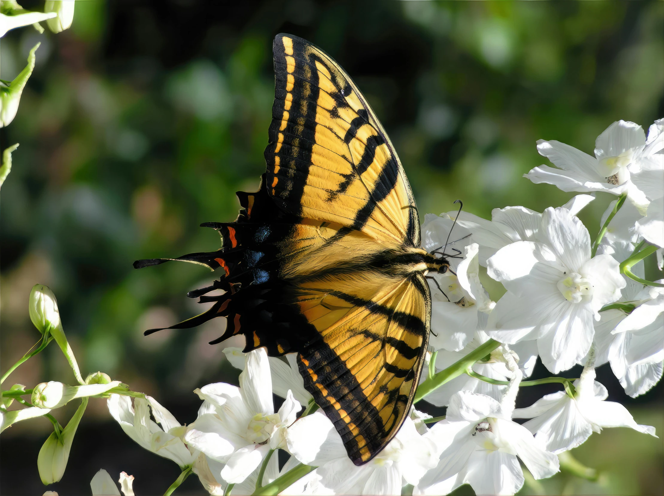 a erfly that is sitting on top of flowers