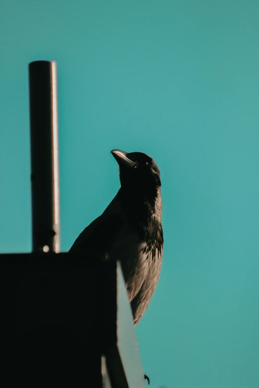 a black bird on a roof in front of a blue sky