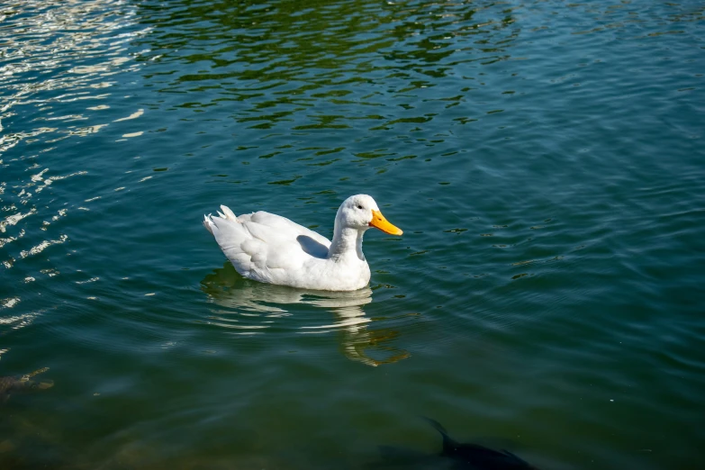 a duck swims in the water with a fish nearby