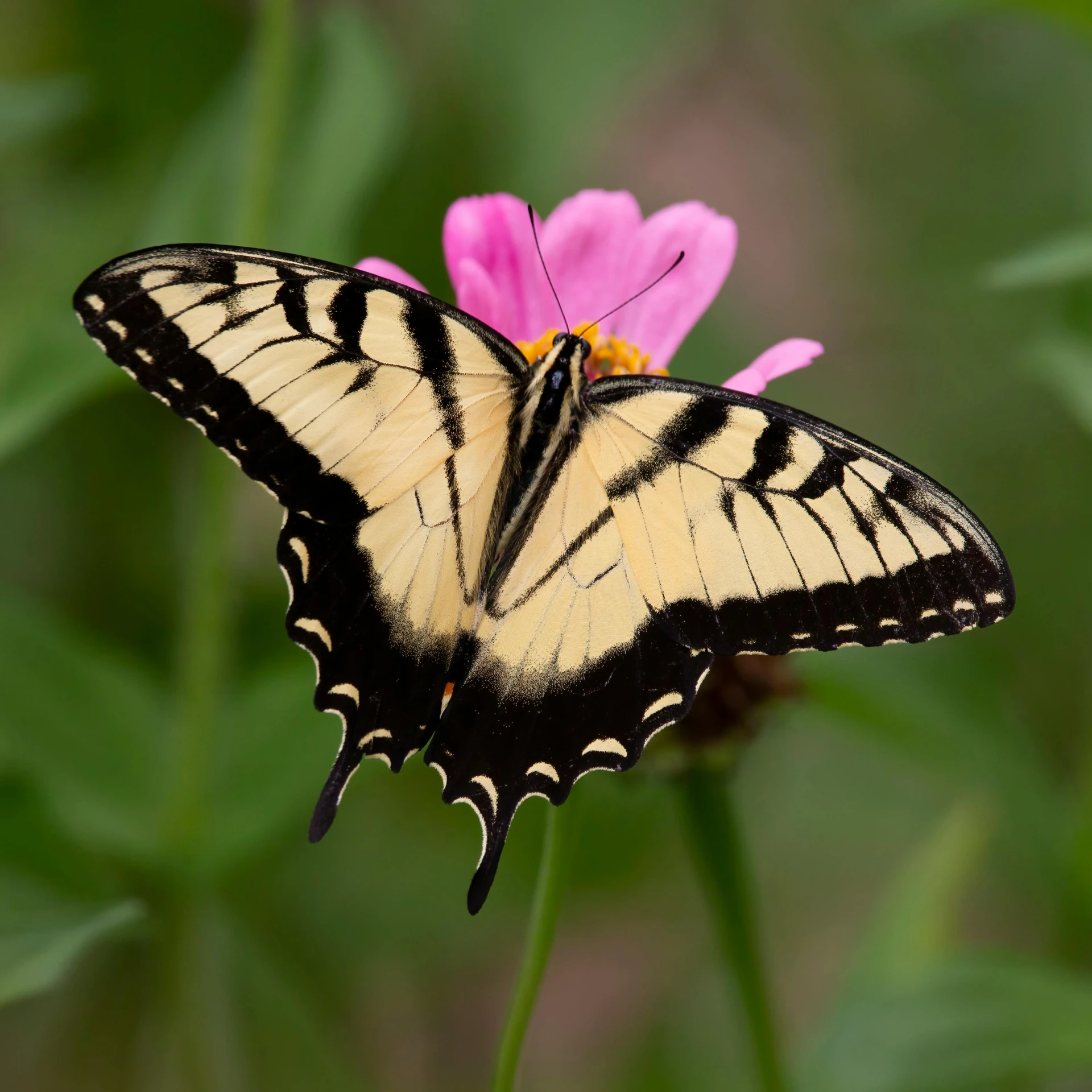 there is a erfly that is sitting on a flower