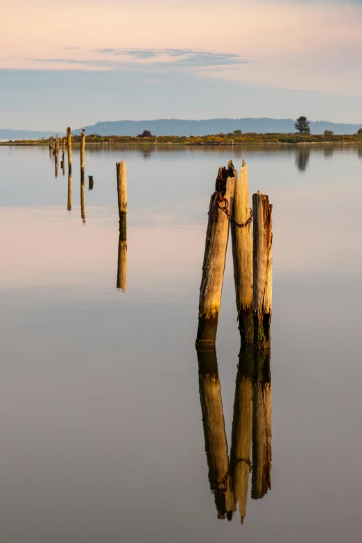 a number of pieces of wood sticking out of the water