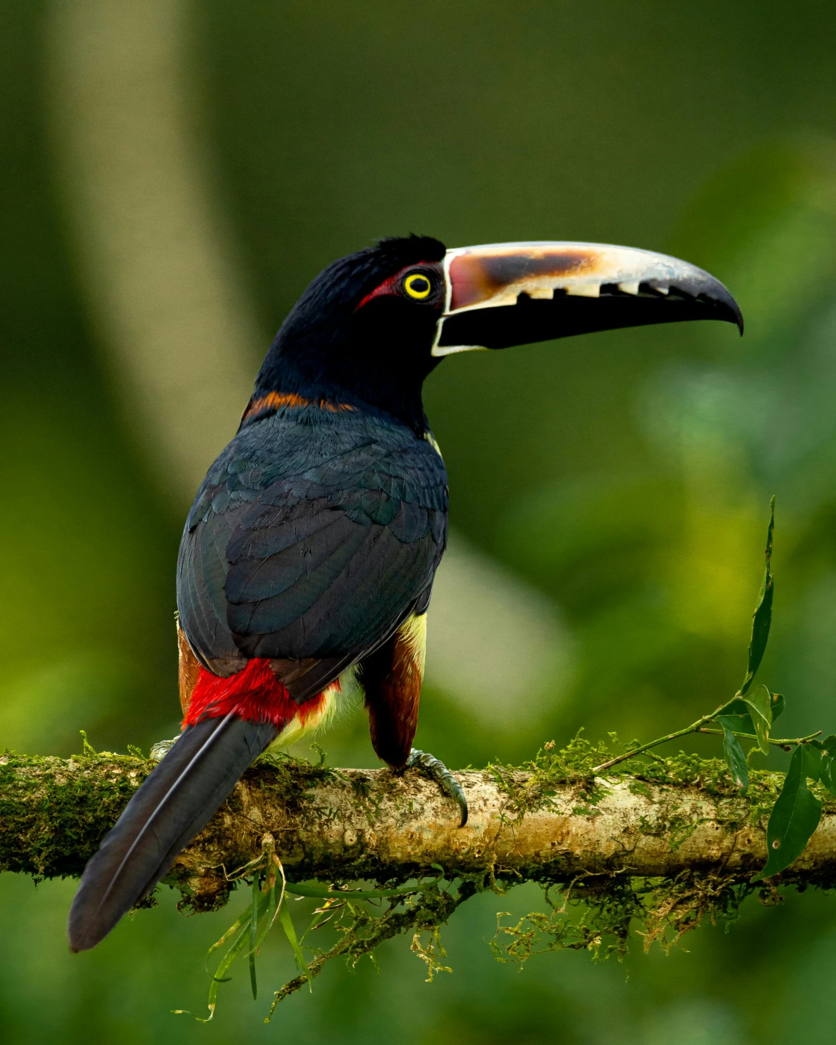 colorful bird standing on a nch with other plants