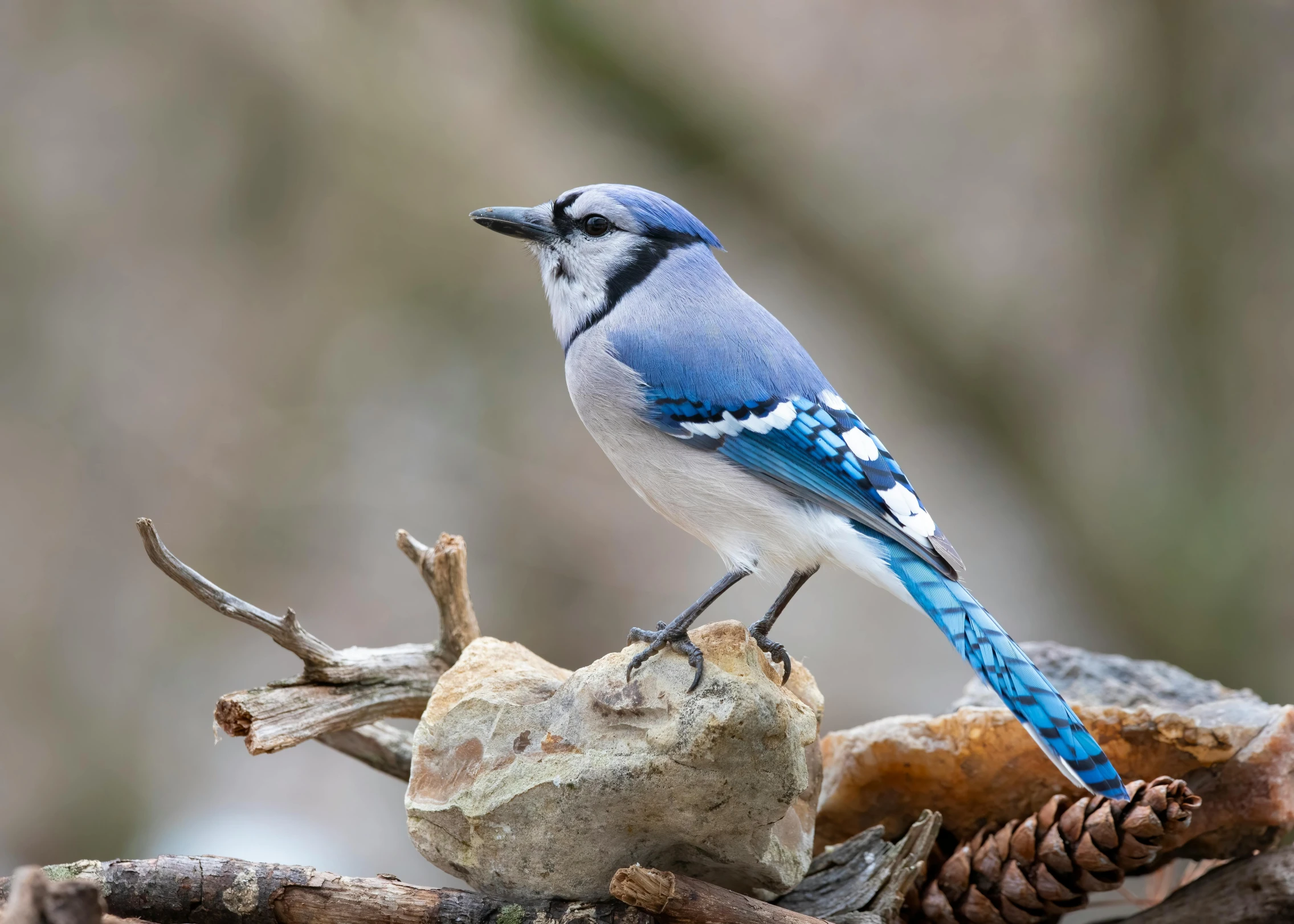 a blue jay is perched on a tree nch