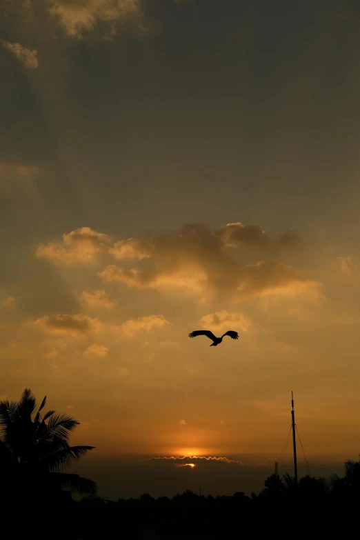 a couple of birds flying in the sky at sunset