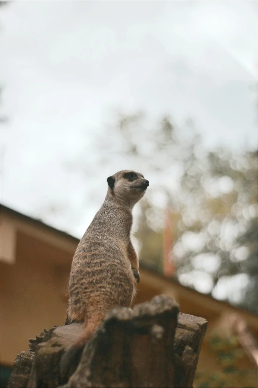 a small, old meerkat is sitting atop the top of a stump