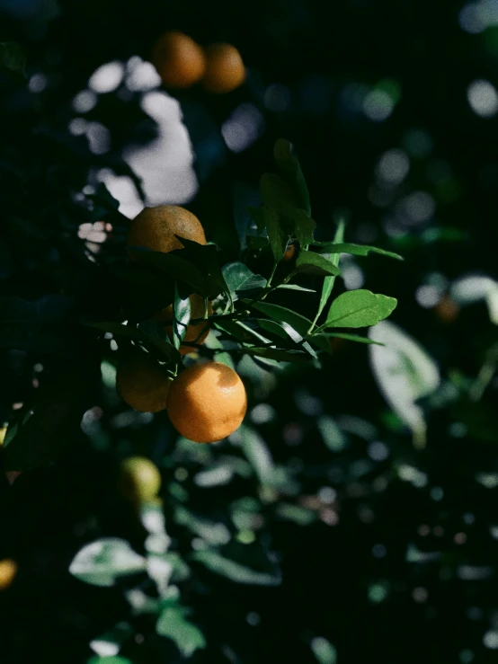 some oranges sitting on the tree leaves outside