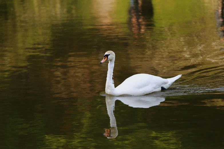 a white swan swimming in the water surrounded by trees