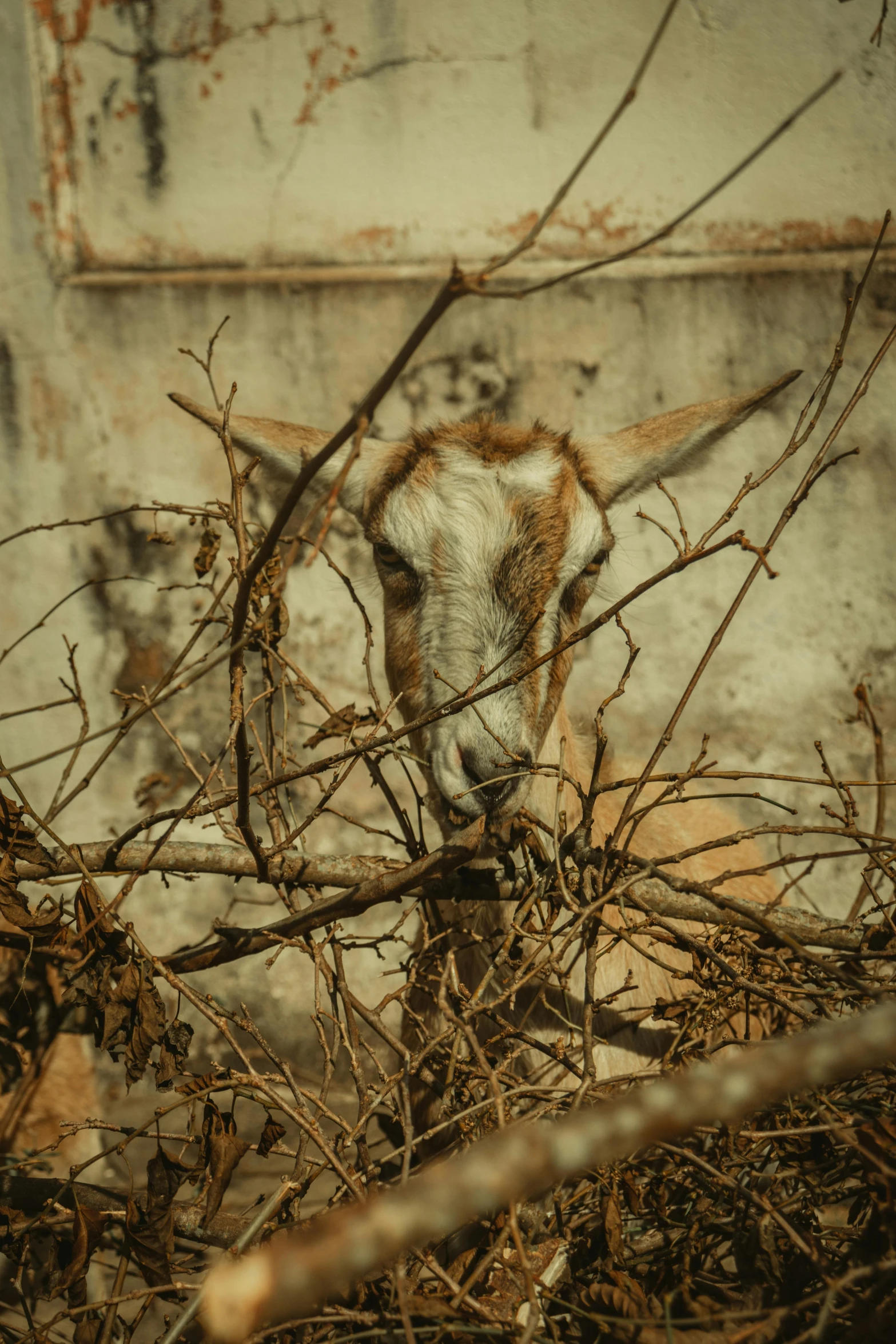 a goat hiding behind tree nches in a building