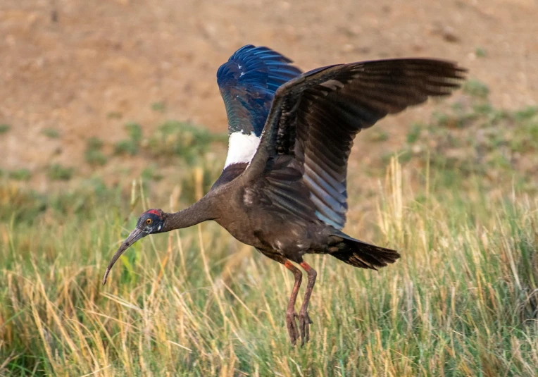 a bird that is standing in the grass